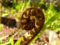 Fern frond 1